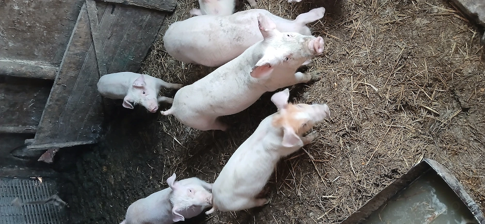 vând scrofite , 30 35 kg   