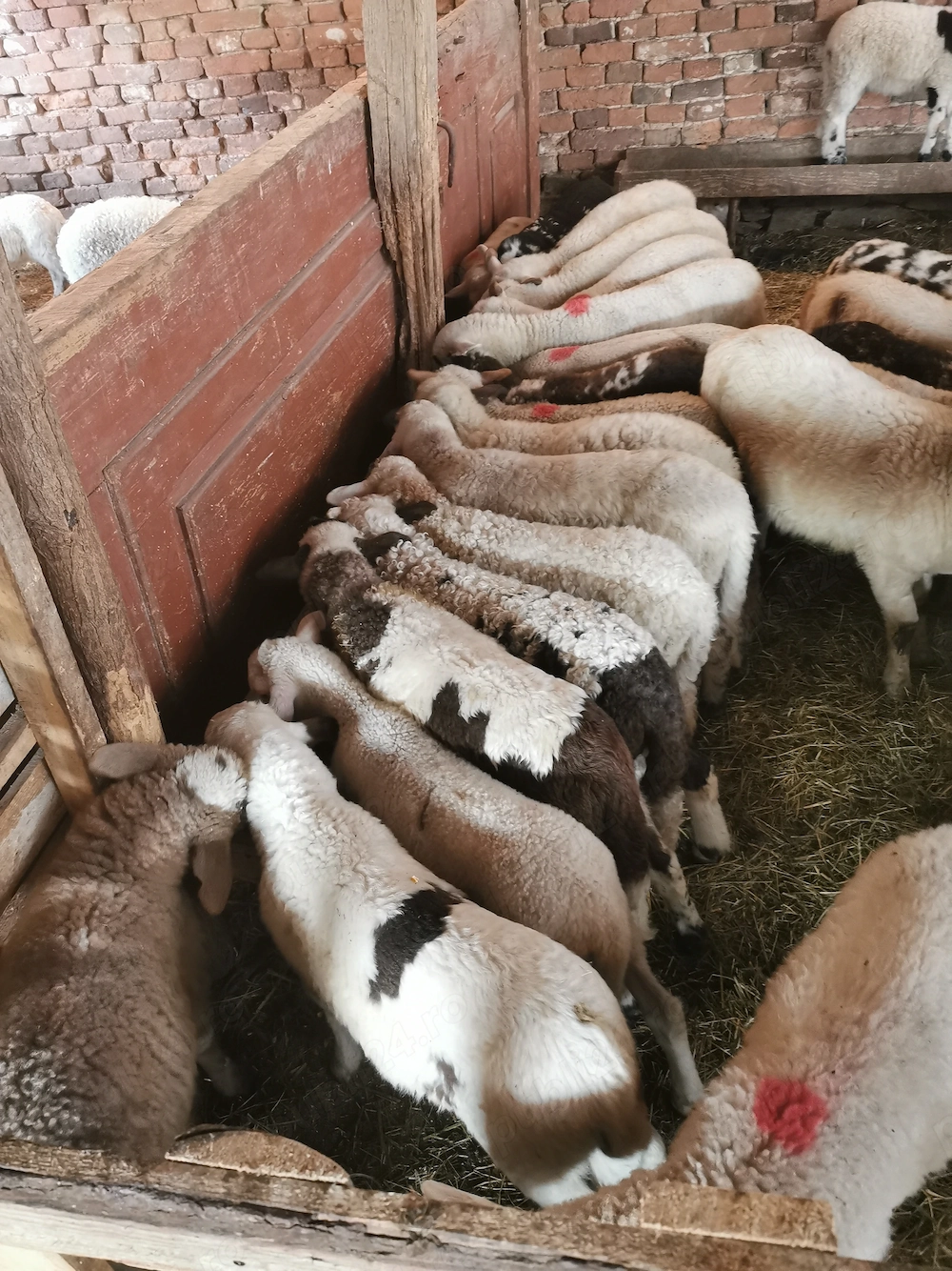 Vând miei grași între 14 și 25kg