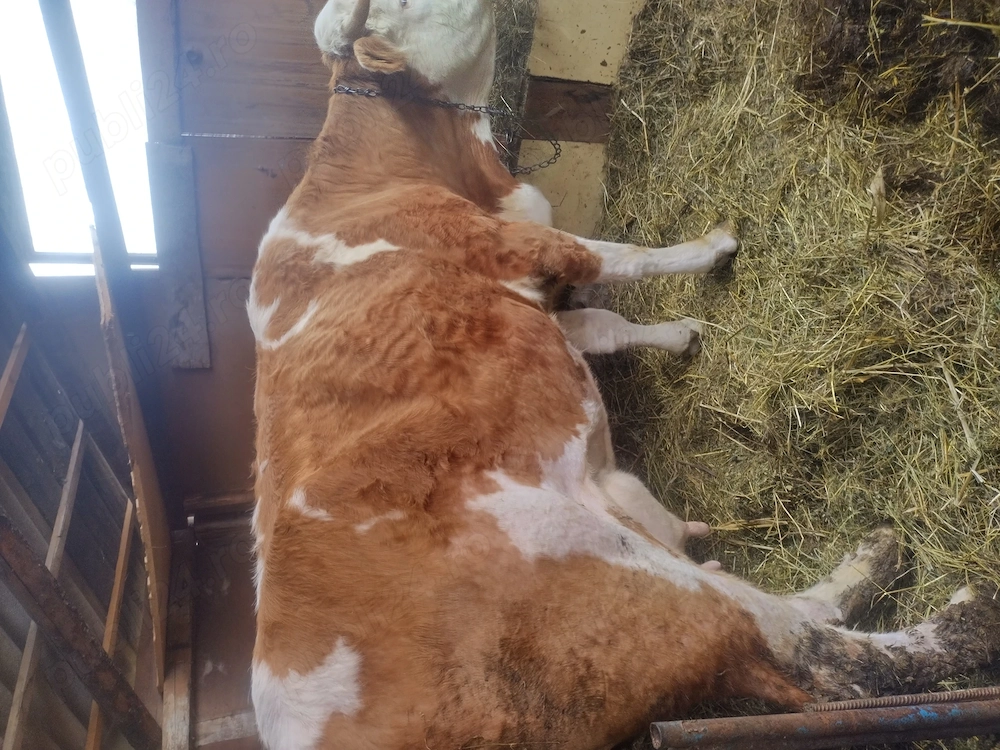 Vaca Juninca cu lapte montata de 3 luni 