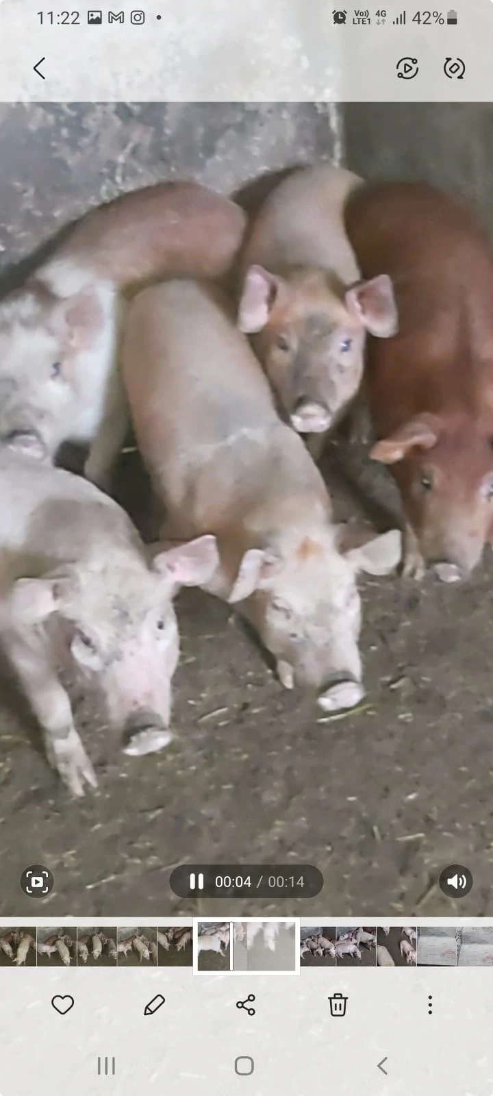 Vând purcei!!!!!!!!!!