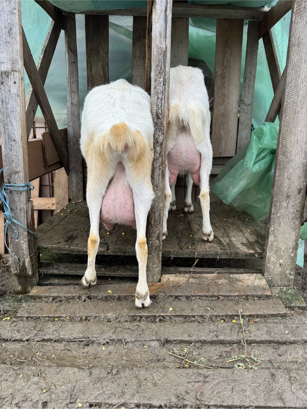 vand capre foarte bune de lapte