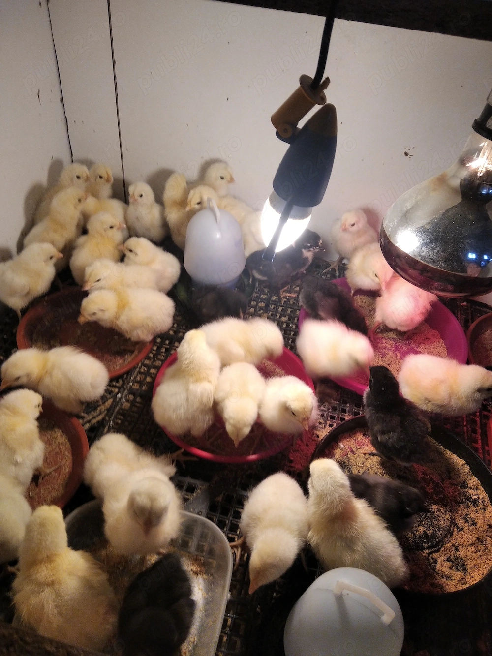 16 pui rasa de gaini La Bresse -caviarul gainilor