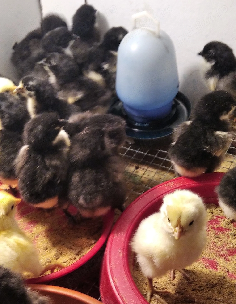 14 pui Jersey Giant -uriasul american