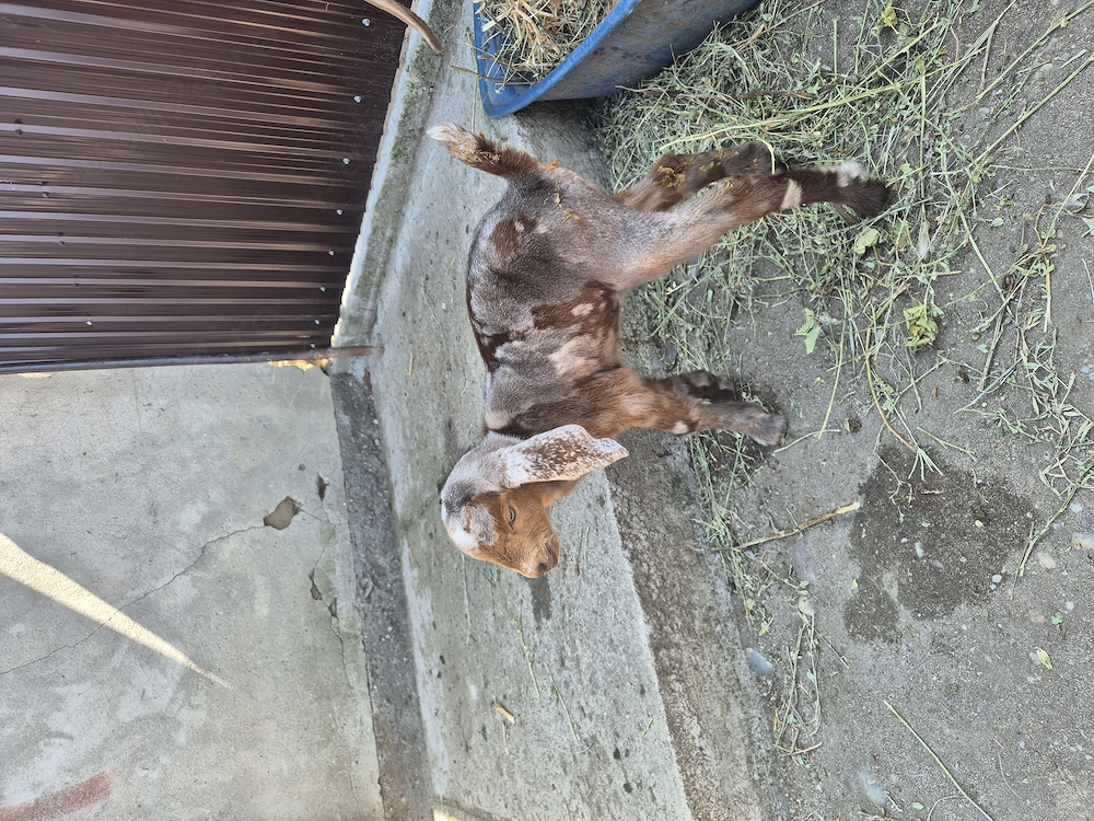 Tapisor anglonubian si saanen