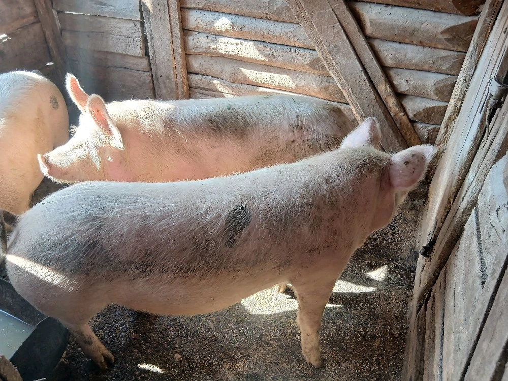 porci de vanzare 