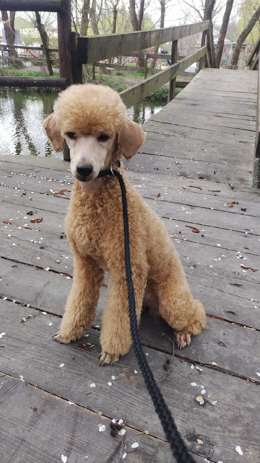 Băiat poodle-caniche roșu 