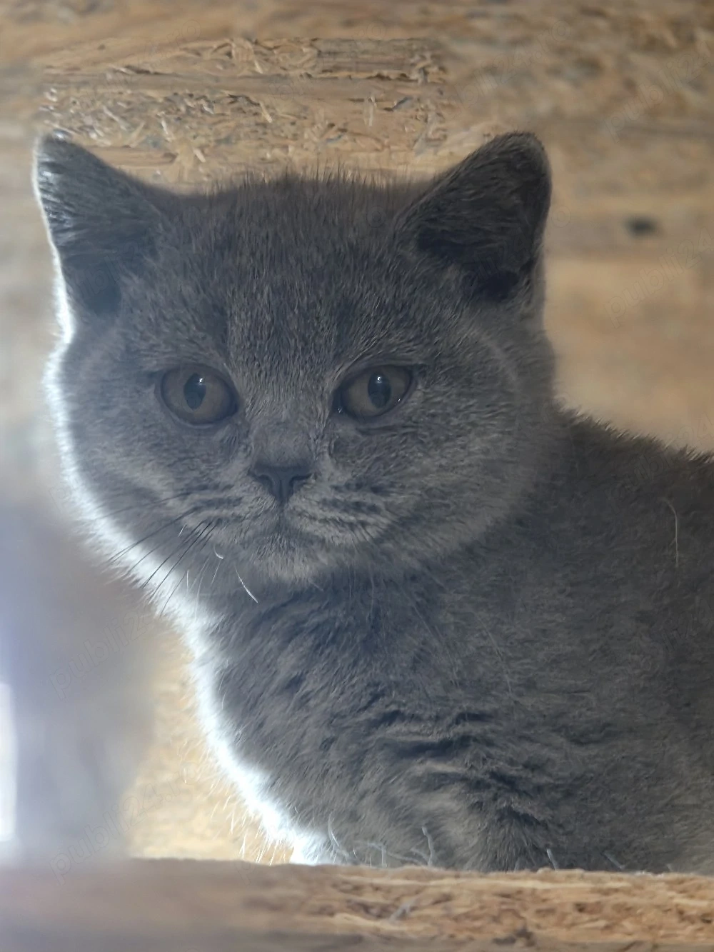 British shorthair blue