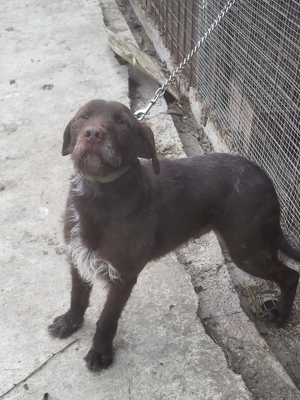 Câine căutător de trufe