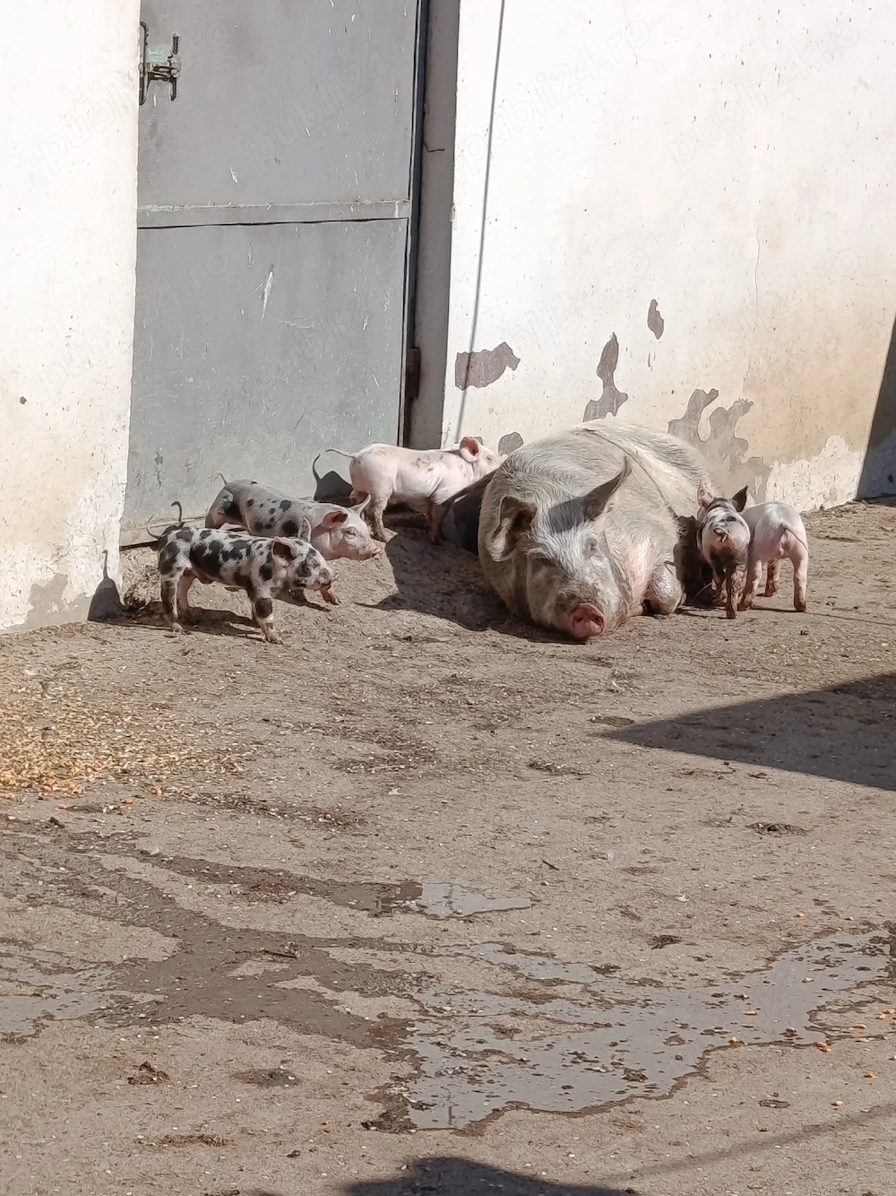 De vânzare scroafă cu 5 purcei 3 săptămâni purceii