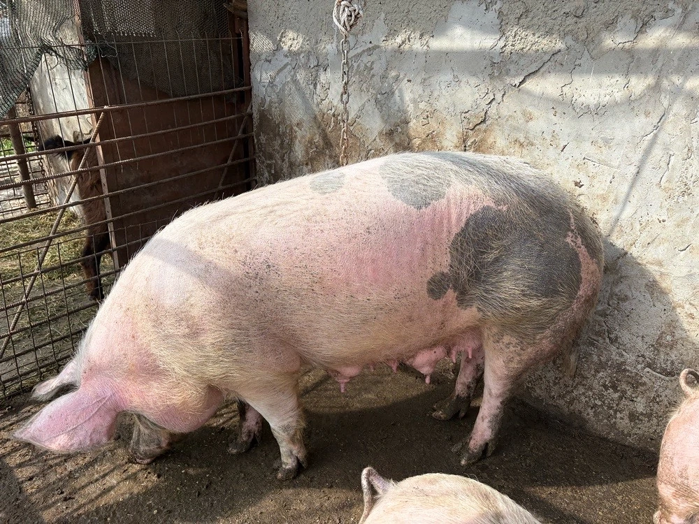 purcea pentru sacrificat sau pentru monta 