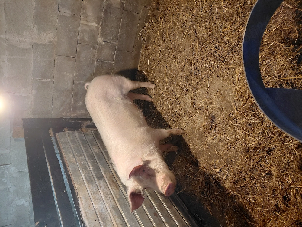 Vând 2 scroafe  din rasa landras cu mare alb  și un vier  din rasa pietrean 