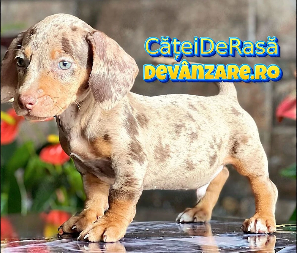 Teckel Arlechin de vanzare cu Transport Gratuit la Bucuresti-Factura-Garantie-Carnet-Microcip