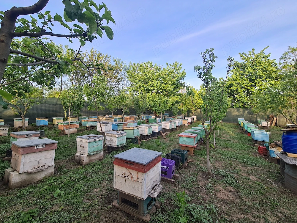 Vând familii de albine