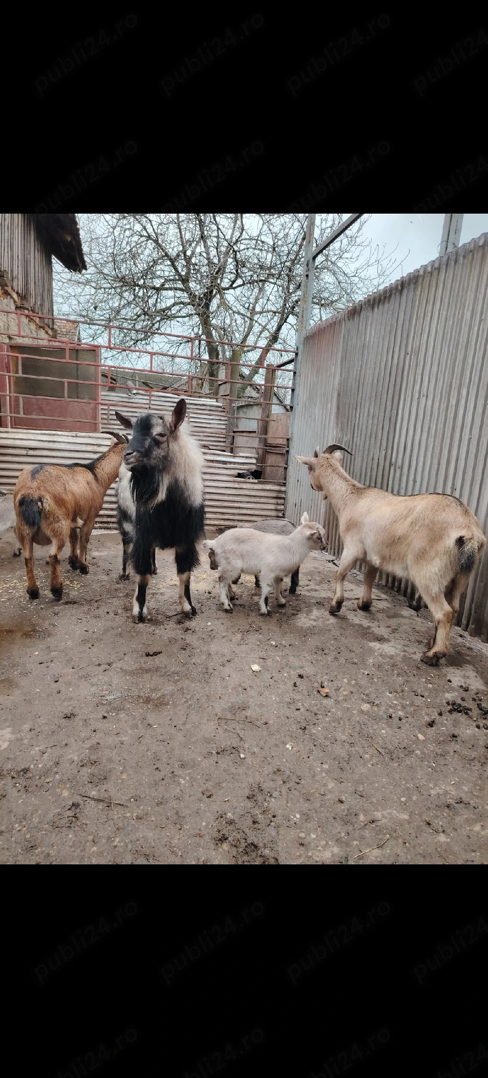 Capre pitice  nigeriene 