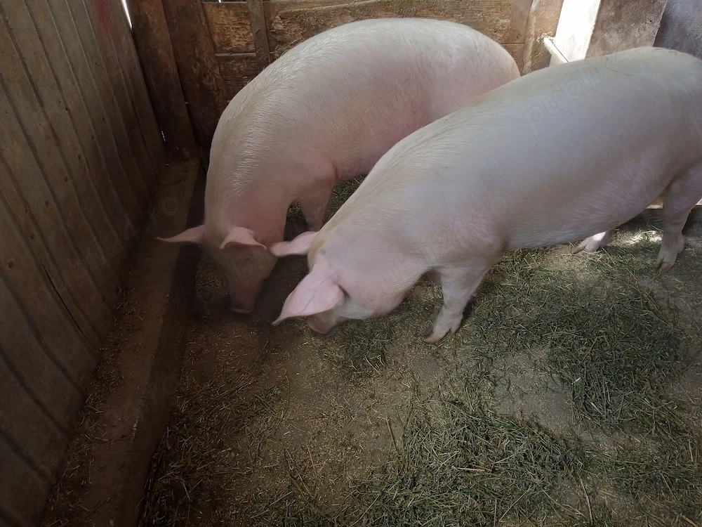 porc gras an jur de 160 kg marele alb cu landras la alegere 1 din doi