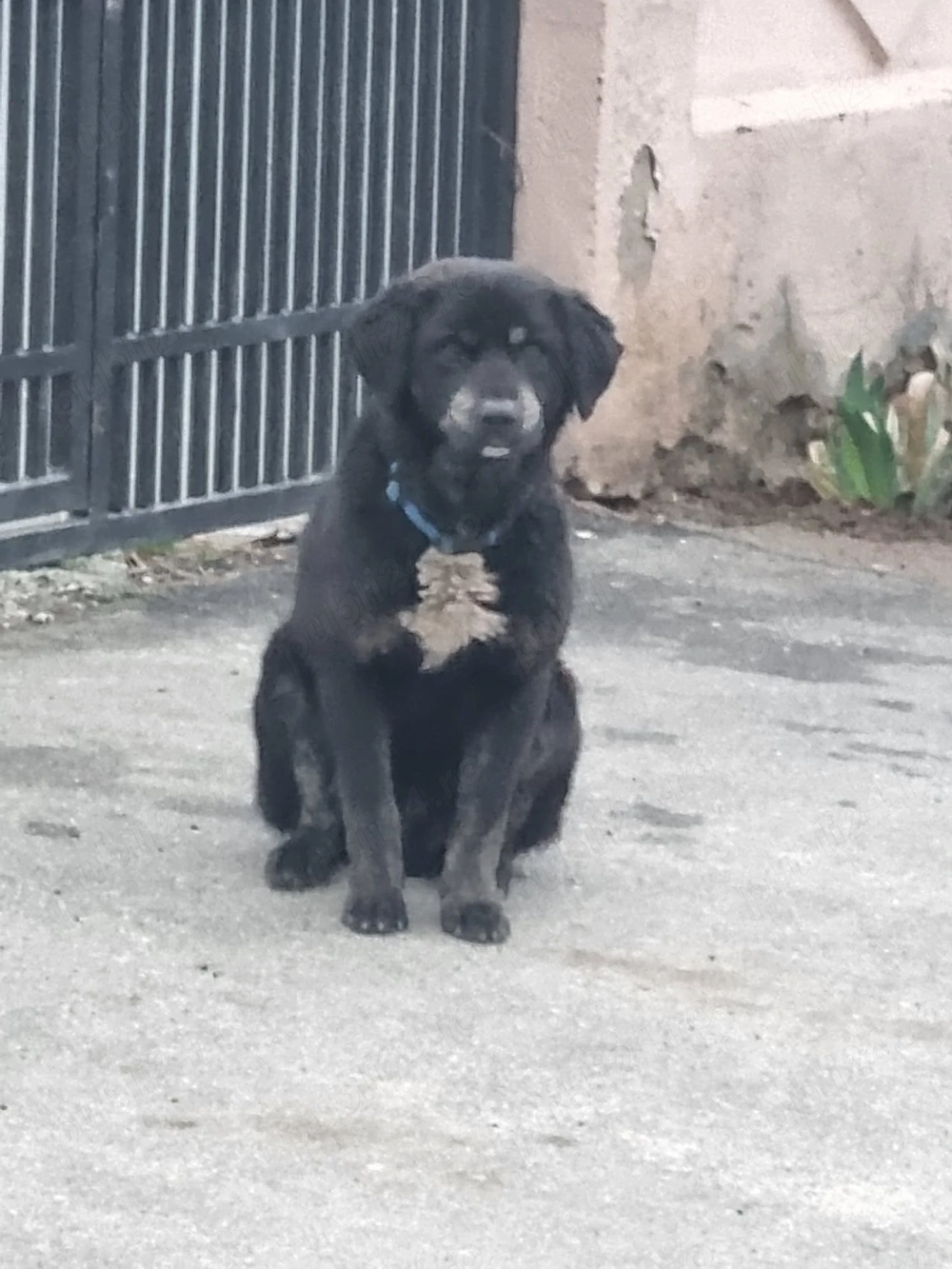 Metis labrador negru