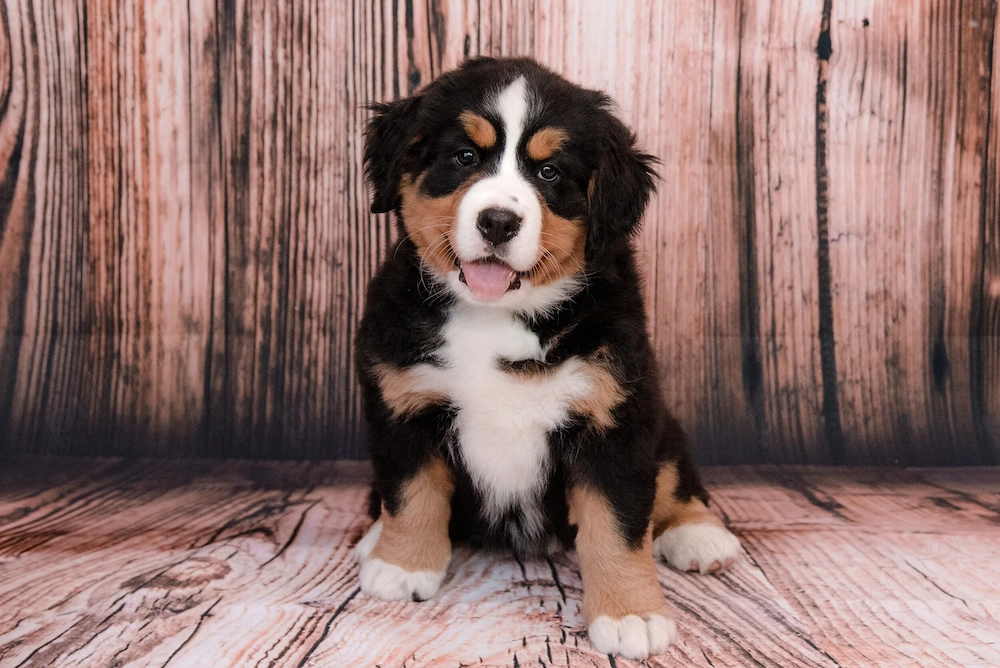 Ciobanesc de Berna cu Factura,Garantie,Microcip,Carnet,Vaccin-Transport GRATUIT la Bucuresti