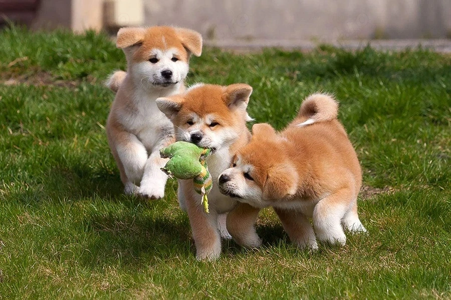 Catei Akita Inu cu Factura,Garantie,Microcip,Vaccin,Carnet-Livrare GRATUITA la Timisoara