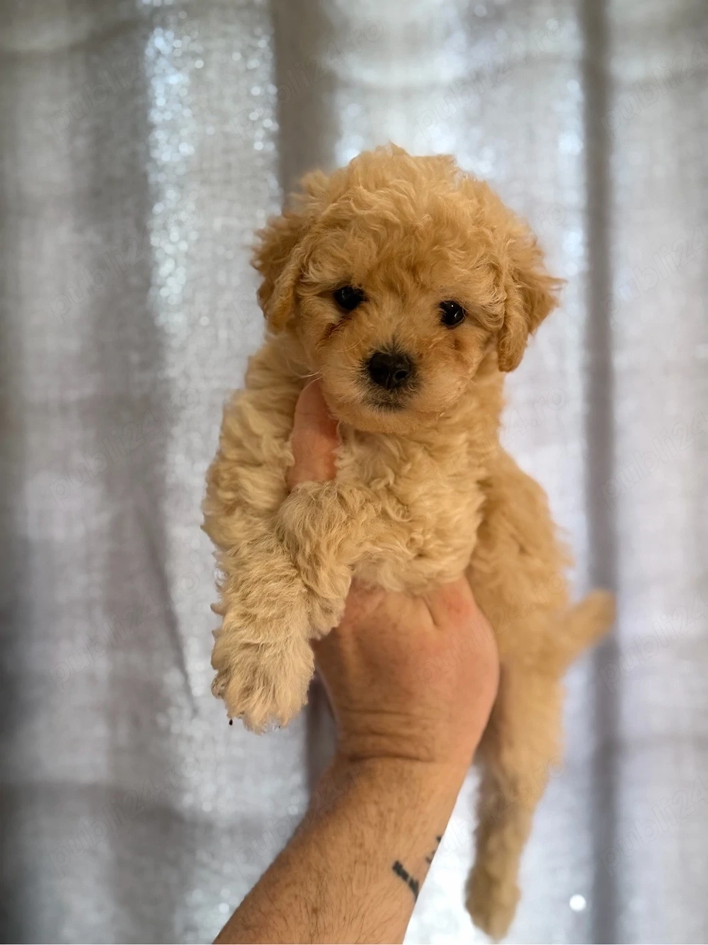 Fetita Maltipoo