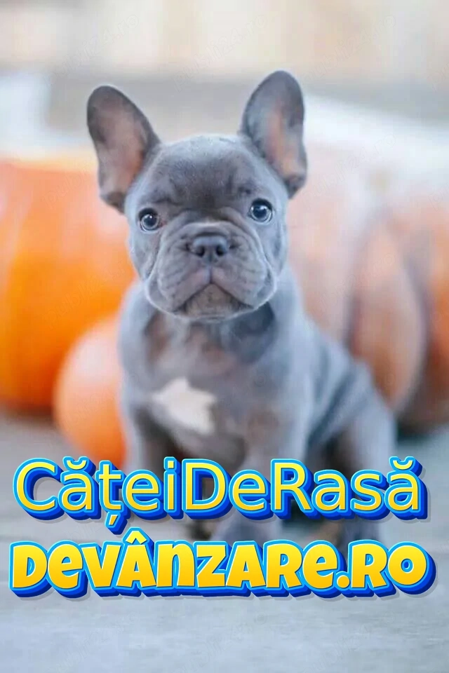 Bulldog Francez de vanzare cu Factura,Garantie,Microcip,Carnet,Vaccin-Livrare GRATUITA la Bucuresti