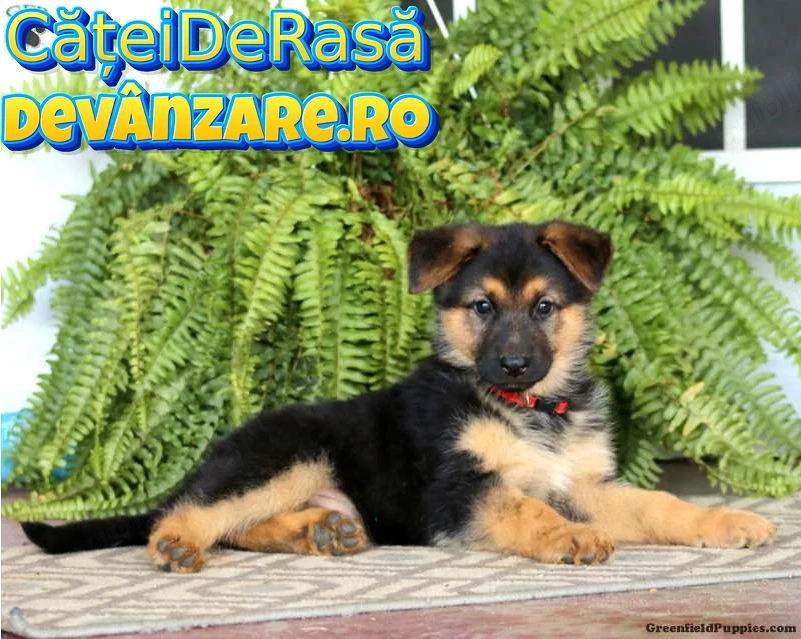 Ciobanesc German de Vanzare cu Factura, Garantie,Microcip,Carnet,Vaccin-Livrare GRATUITA la Timis