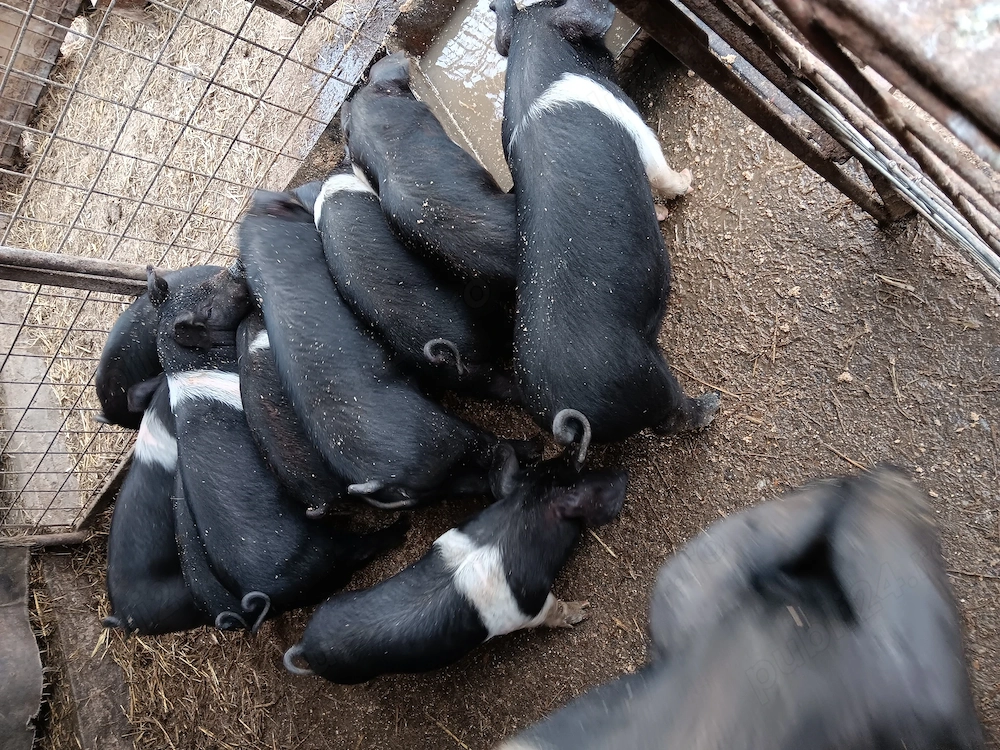 Vând purcei metis bazna cu duroc