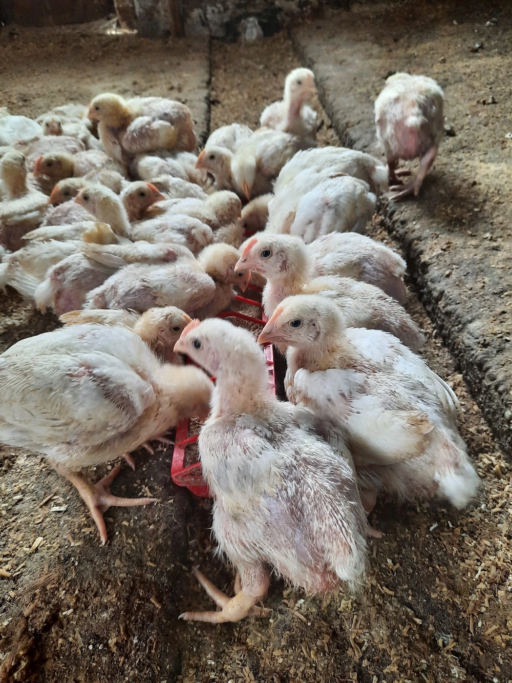 pui de carne de 1 kg