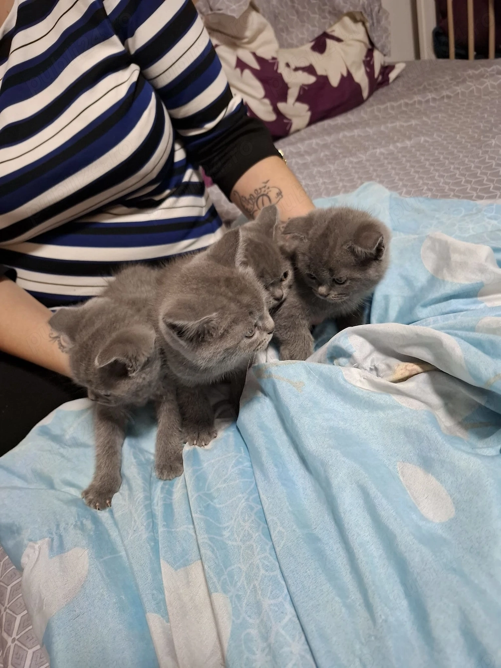 Vind pui de pisica british shorthair 