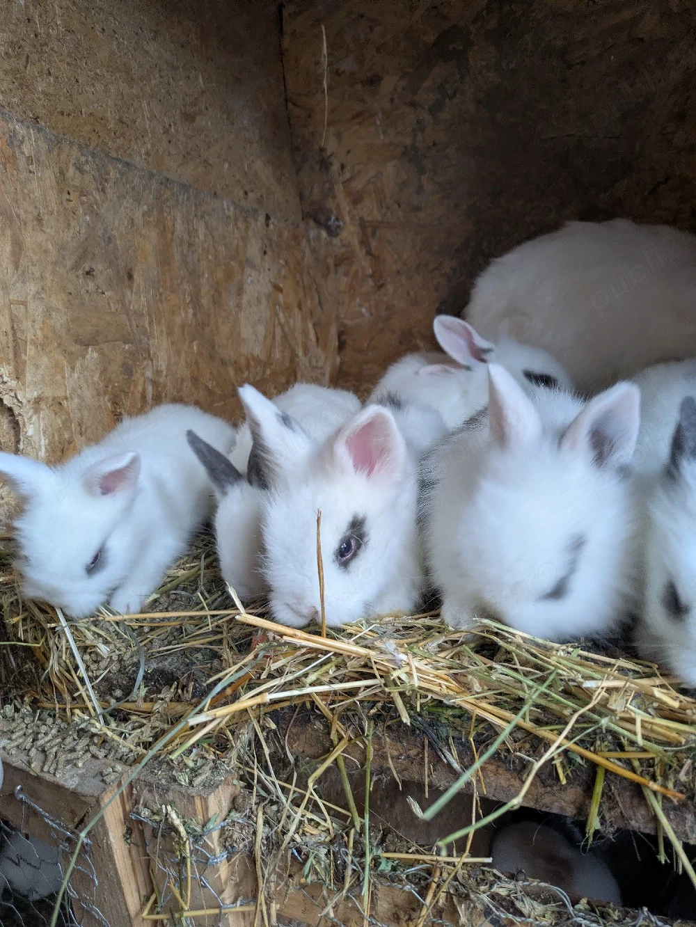 iepurasi pitici cap de leu 