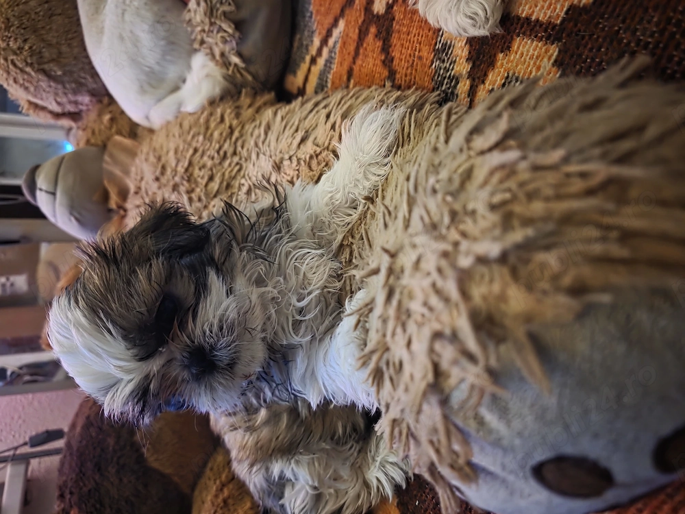 Shihtzu rasă pură 