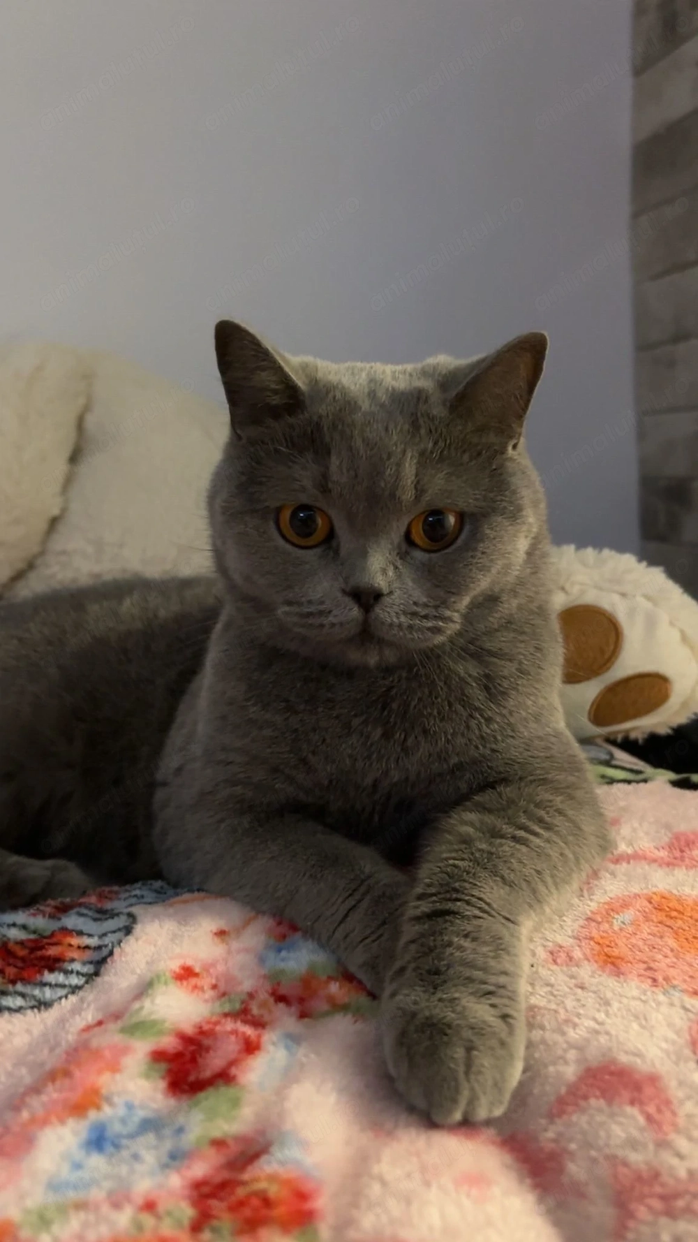 Pisica brittish shorthair 