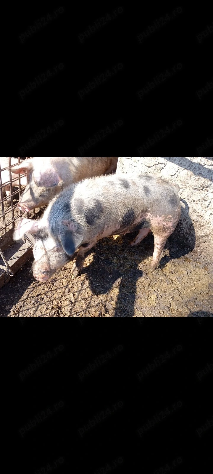 Porci de vânzare 