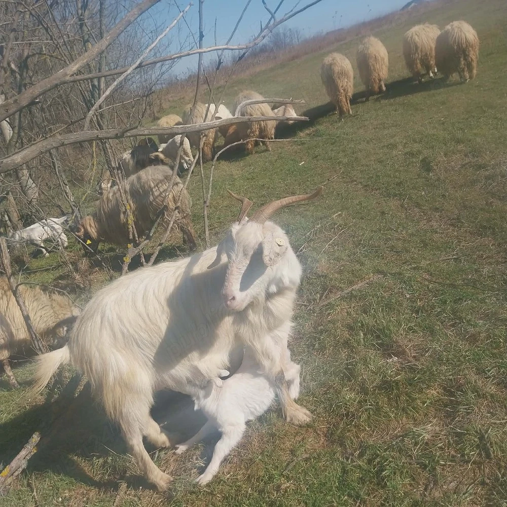 vînd iezișori și mieluți