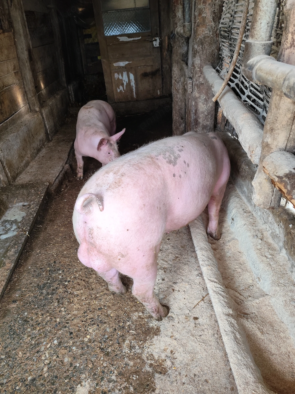 Vând sau schimb vierut  landras 