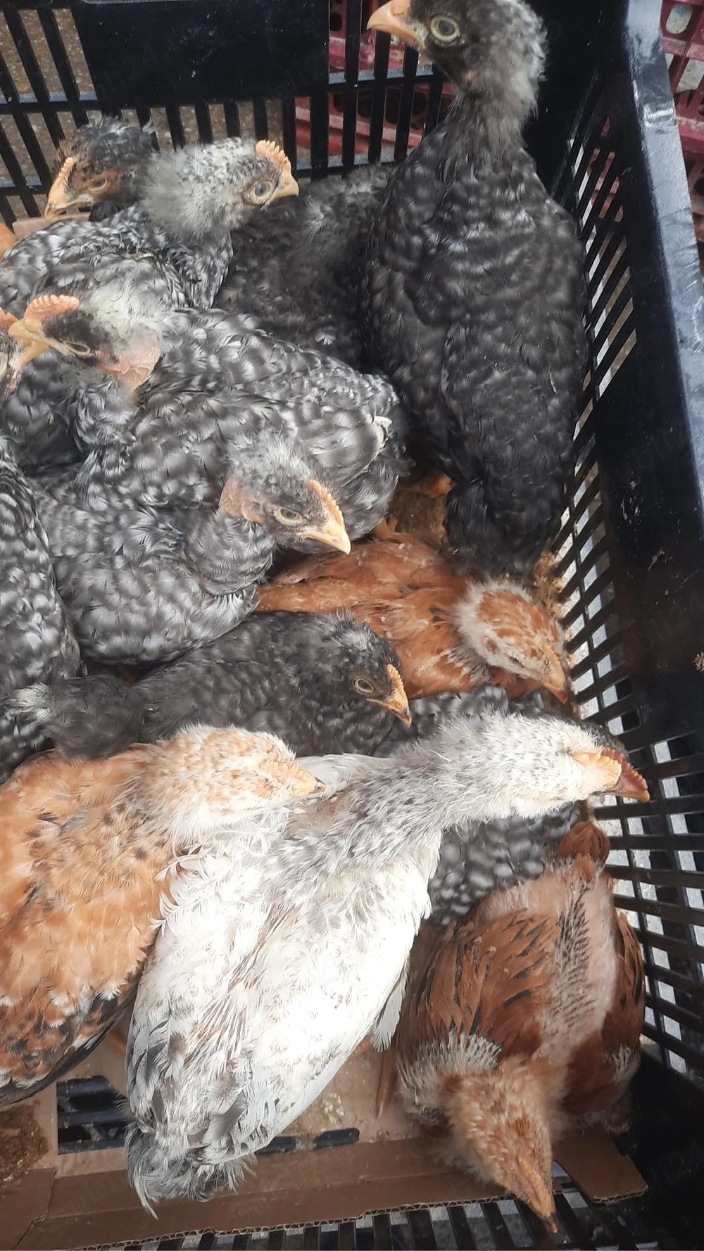 Pui rasa mixta de vanzare