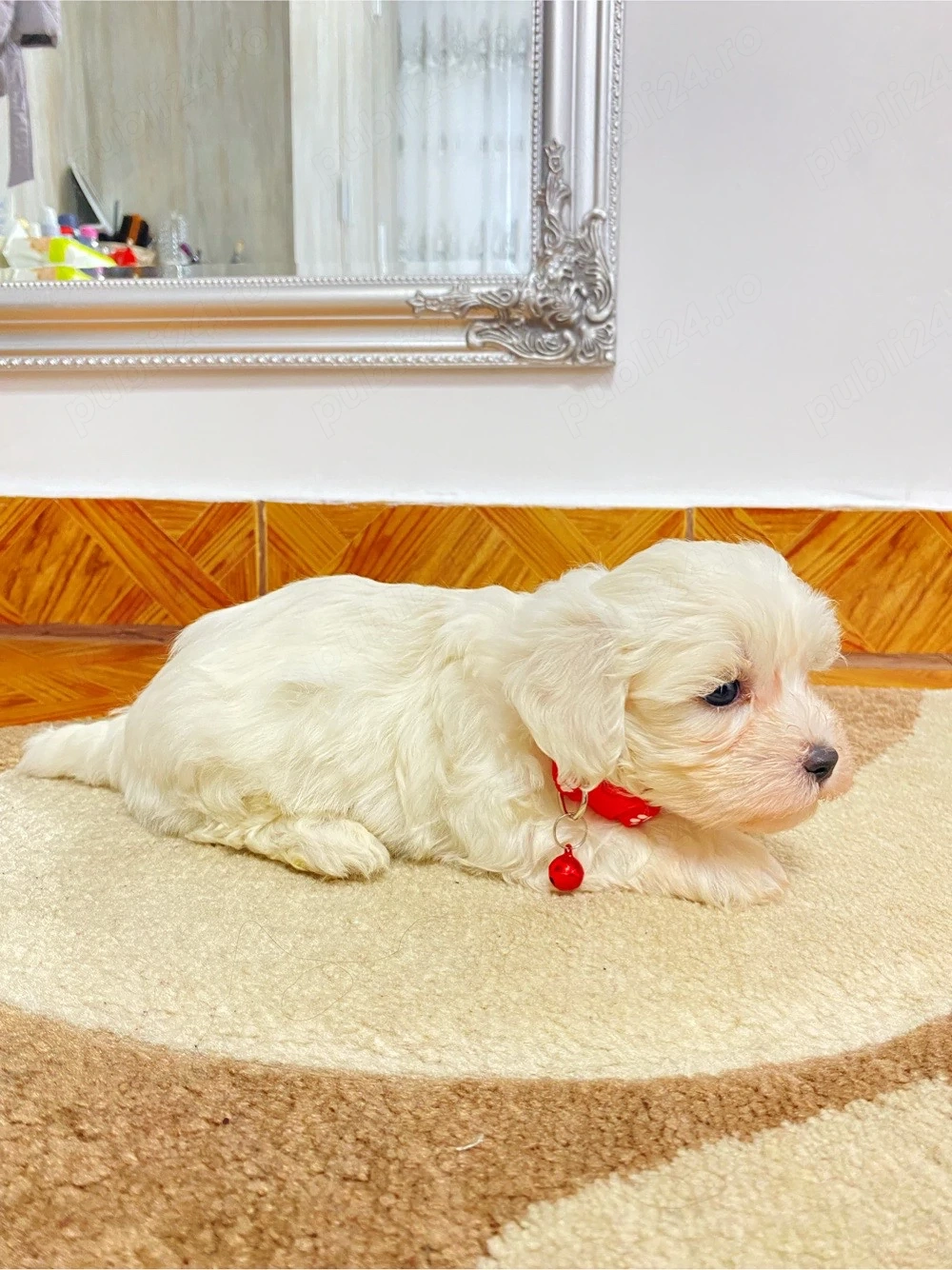 bichon maltez alb