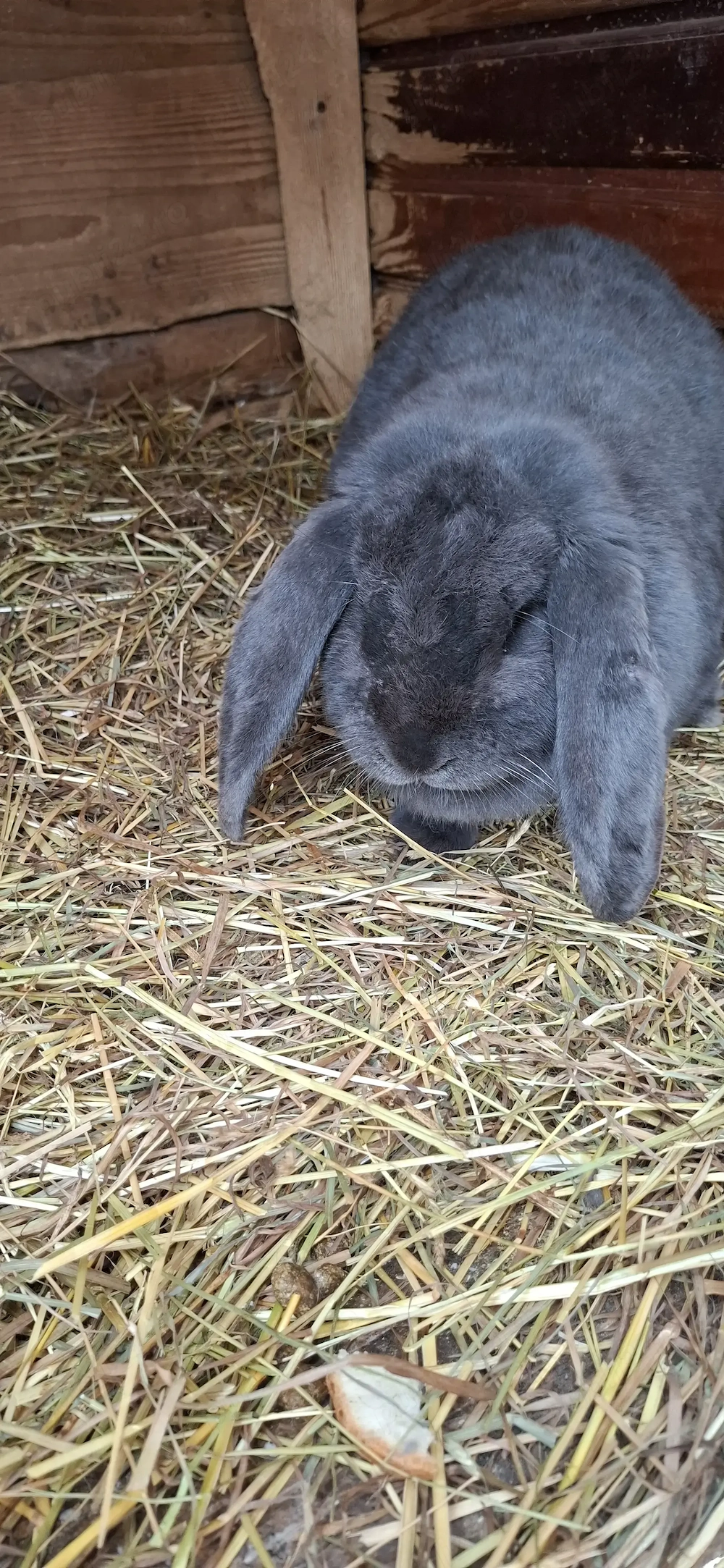 Iepuroaice berbec german 