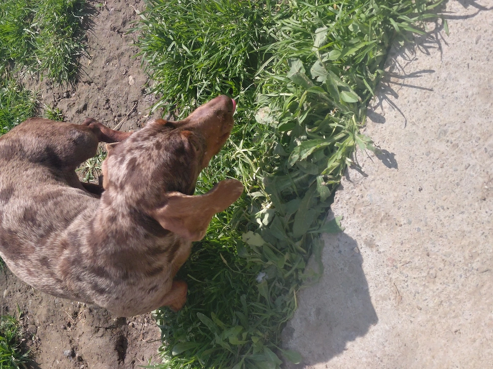 Mascu l teckel pitic 