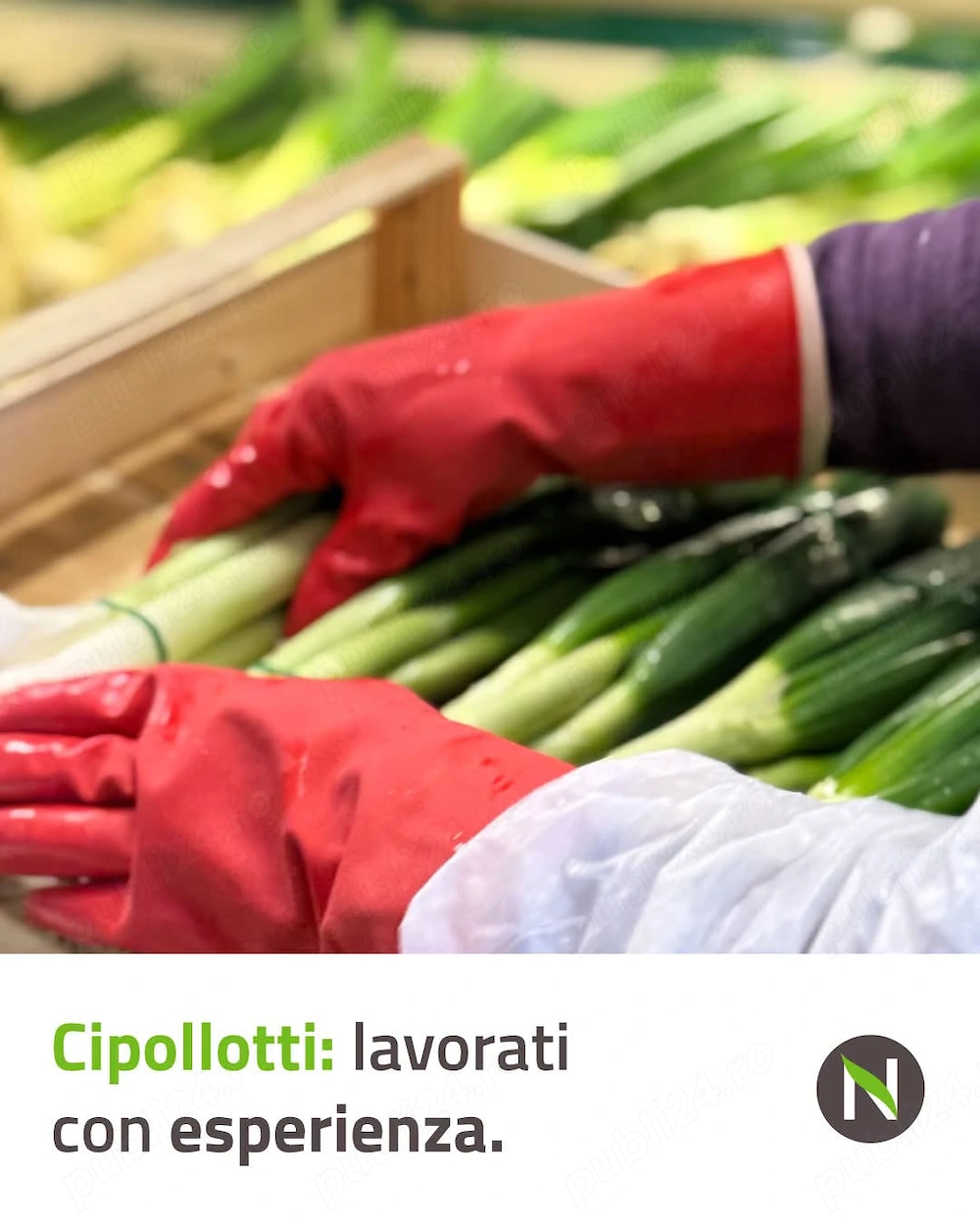 Se caută 4 cupluri la   salata 