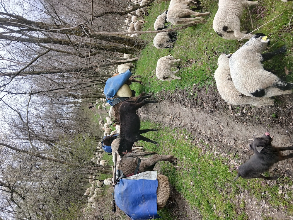 Vând sau schimb pui de magar de 1 an.                                                               