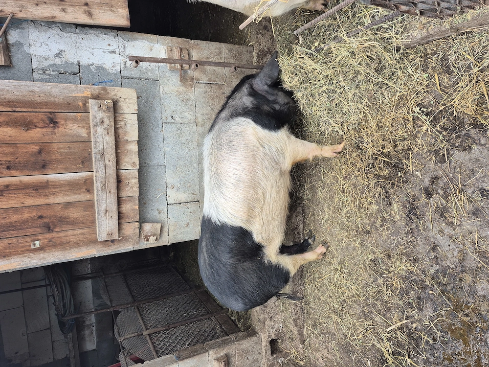 Porc de vânzare rasa bazna crescut natural