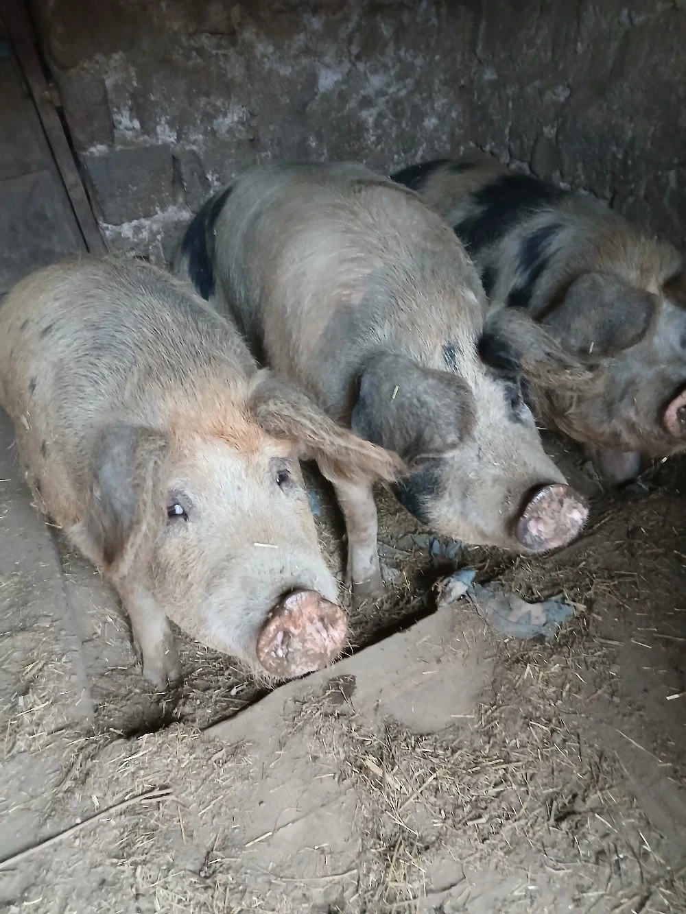 vând porci grași crescuți natural în propria gospodărie 