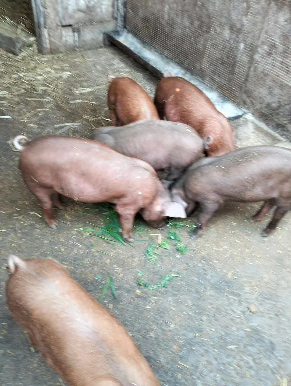 Purceii de 10 saptamanii duroc 
