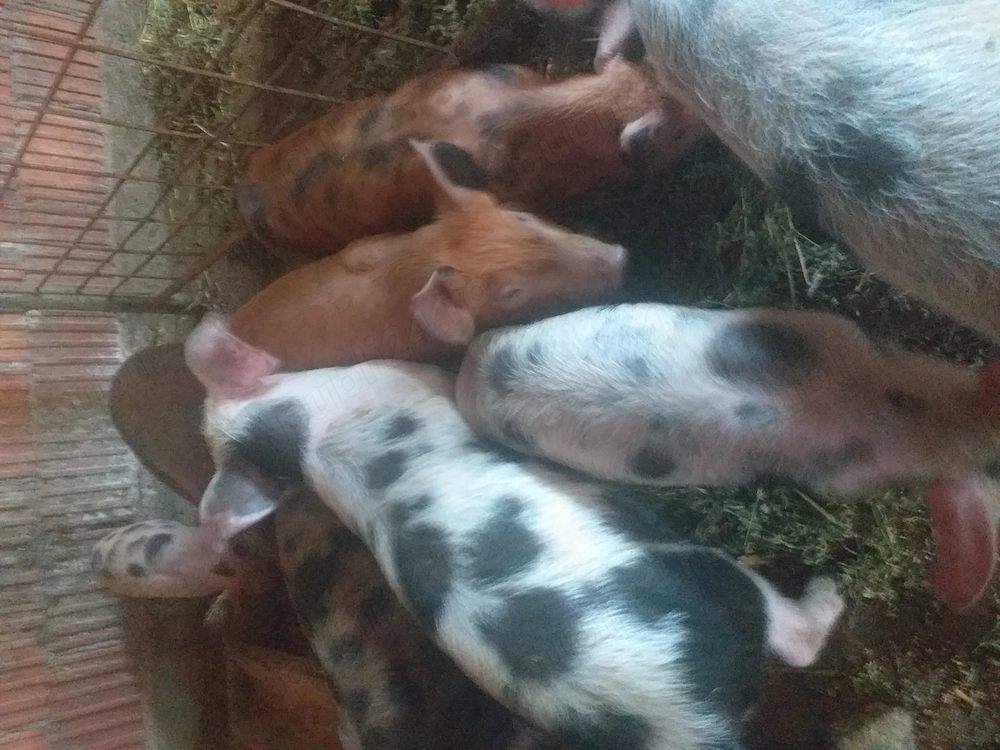 Vând nouă purcei de șapte săptămâni cu 250 de lei bucata