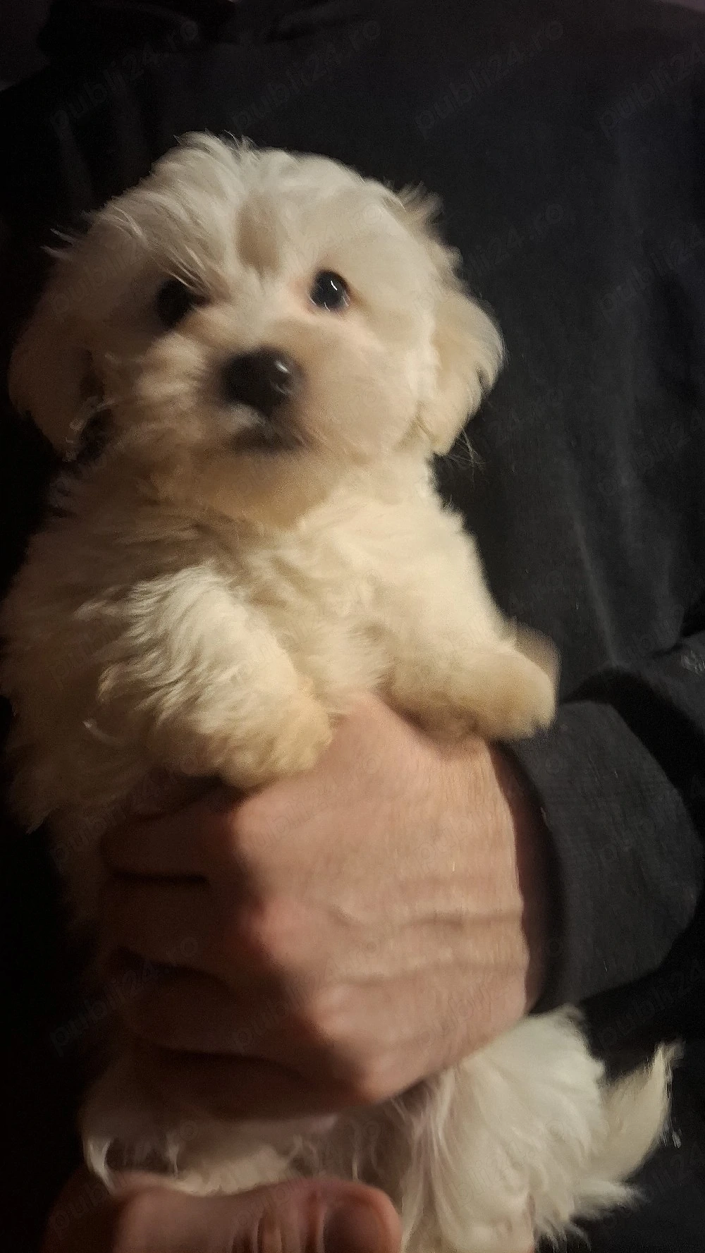 bichoni de vanzare Negociabil