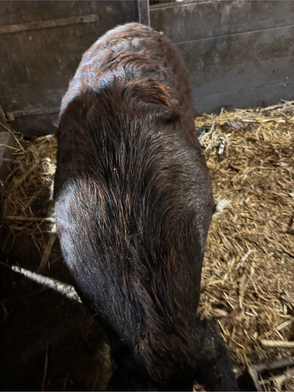 Porci de vanzare Mistret cu Mangalita