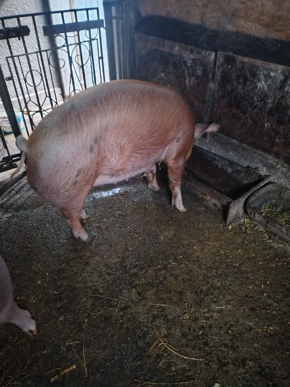 Vând porci