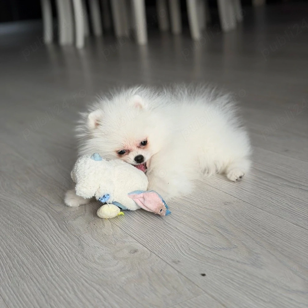 Pomeranian  fetita superba ! extra minni