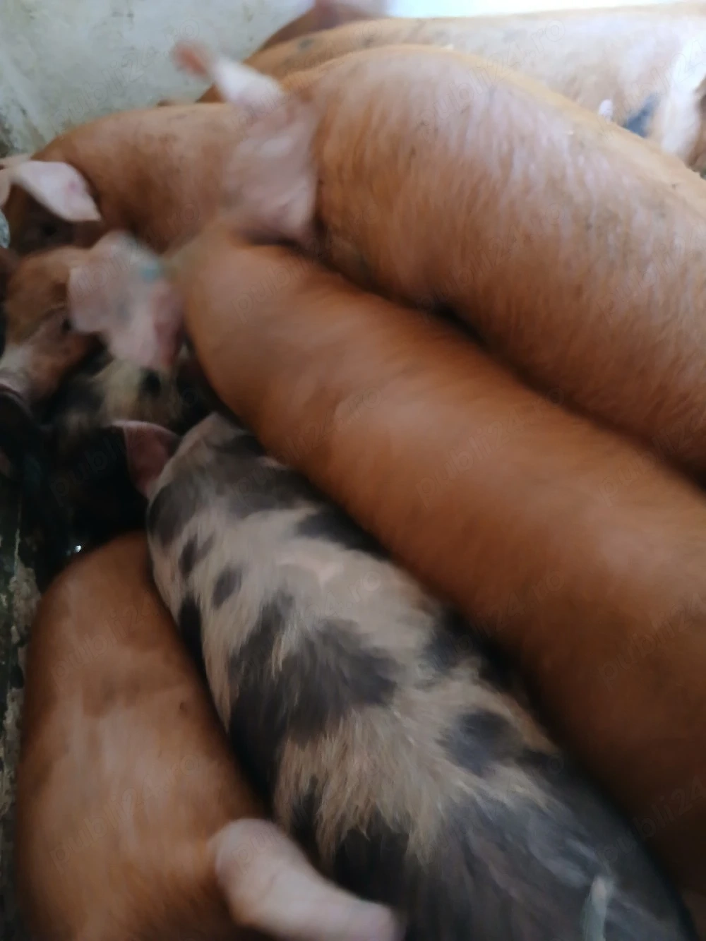 purcei 11 săptămâni 360 lei