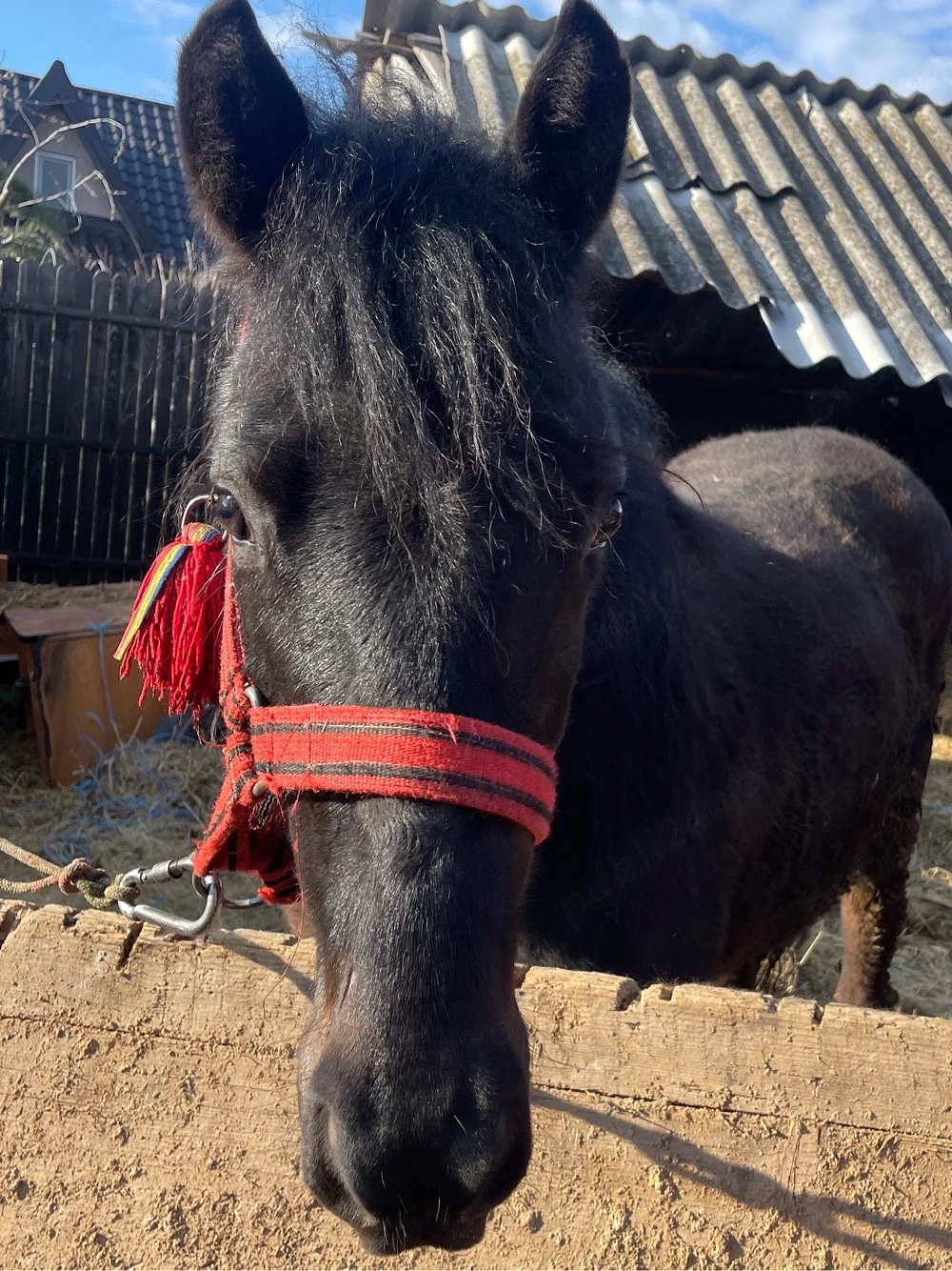 vand cal 7 ani castrat si manza 1 an pachet ambi 10000ron !!!!